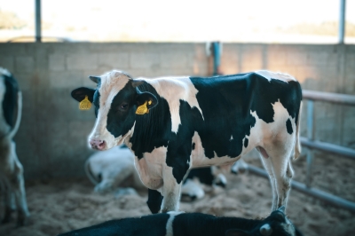مزرعة بيسان الحديثة للأبقار و المواشي